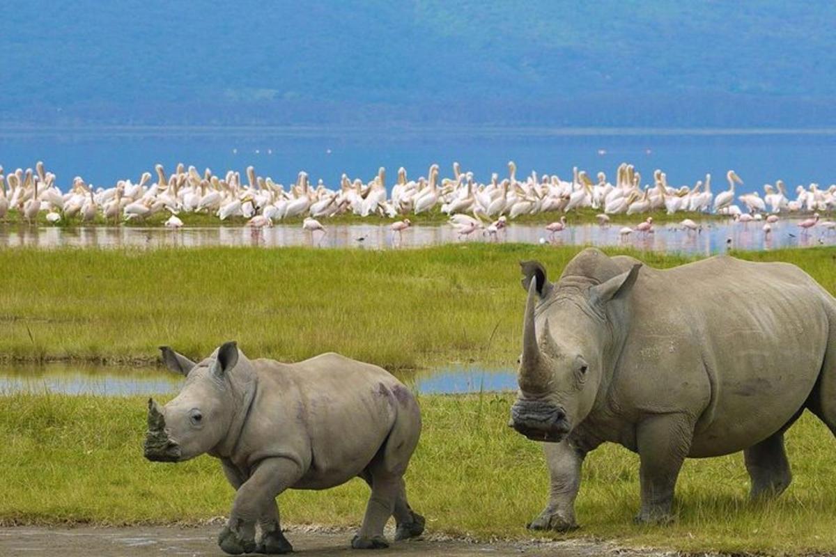 um casal de rinocerontes caminhando em um campo com pássaros