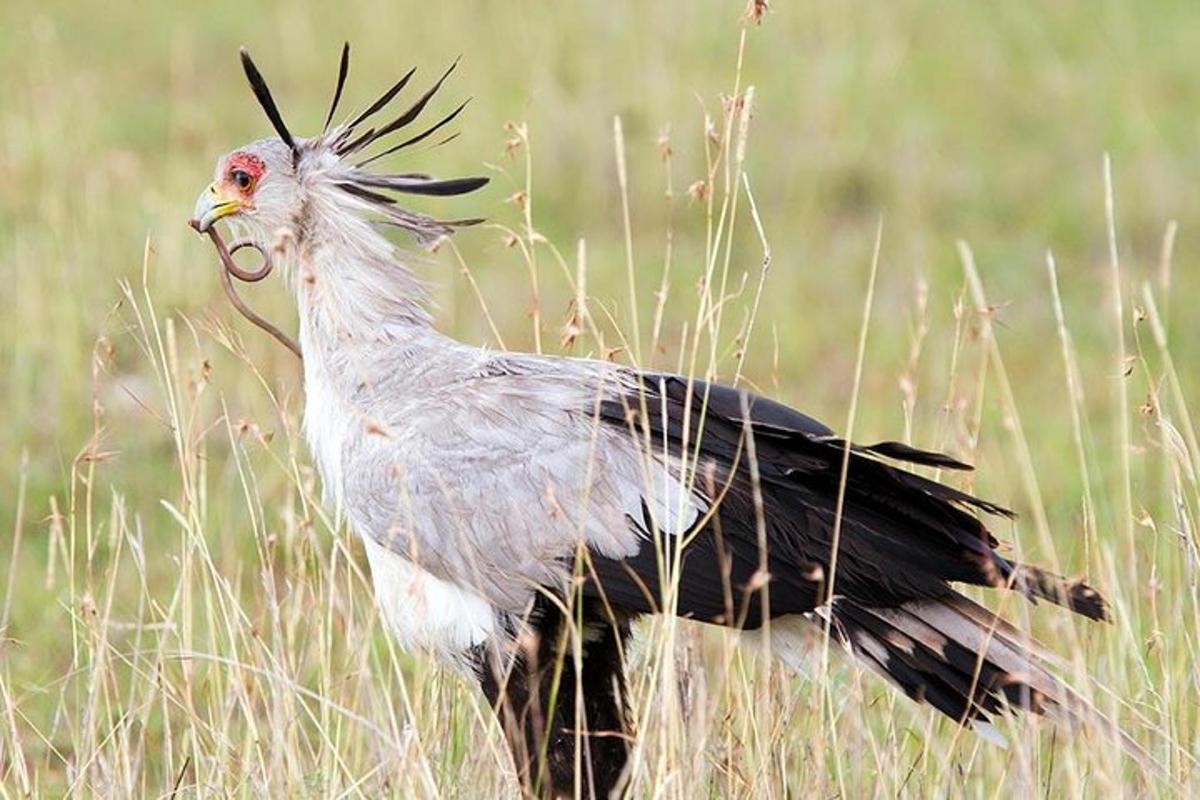 um pássaro parado em um campo de grama alta