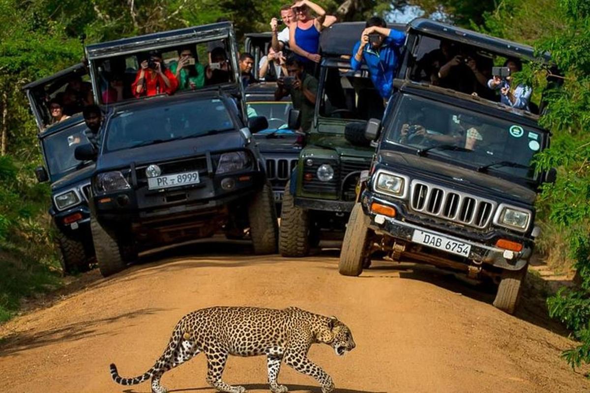 leopardas, kertantis purviną kelią priešais automobilius