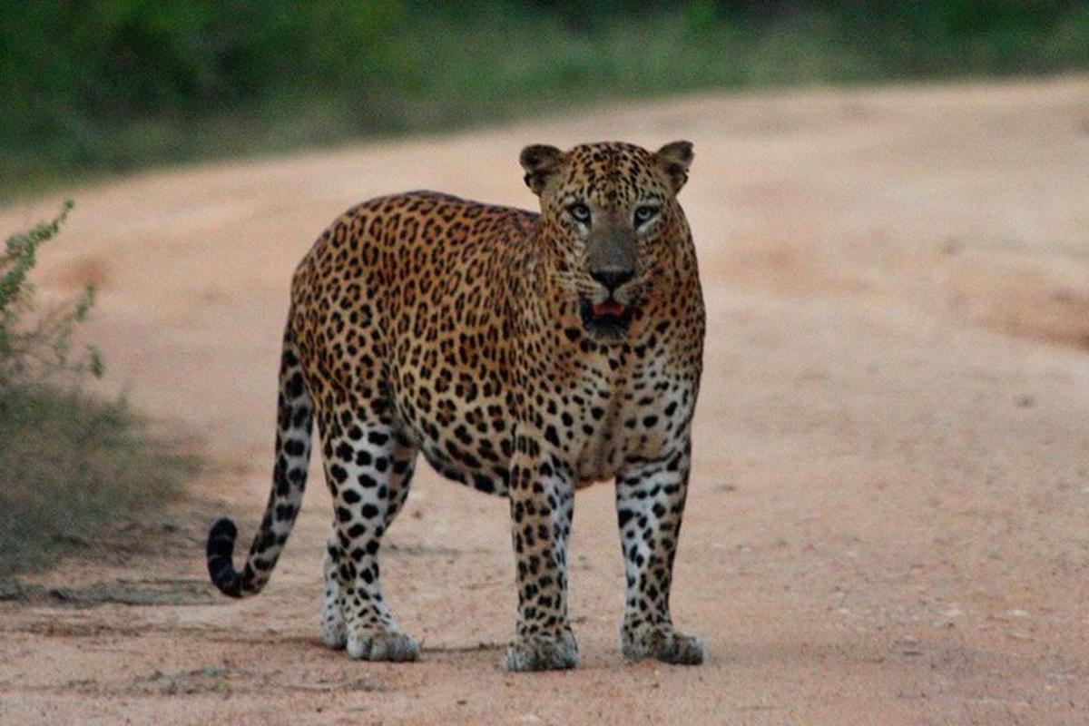 leopard, ki stoji ob strani makadamske ceste