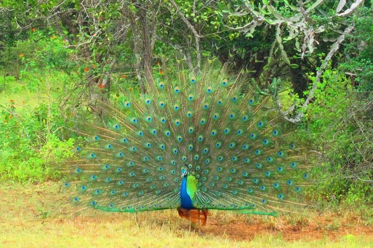 um pavão com suas penas em um campo