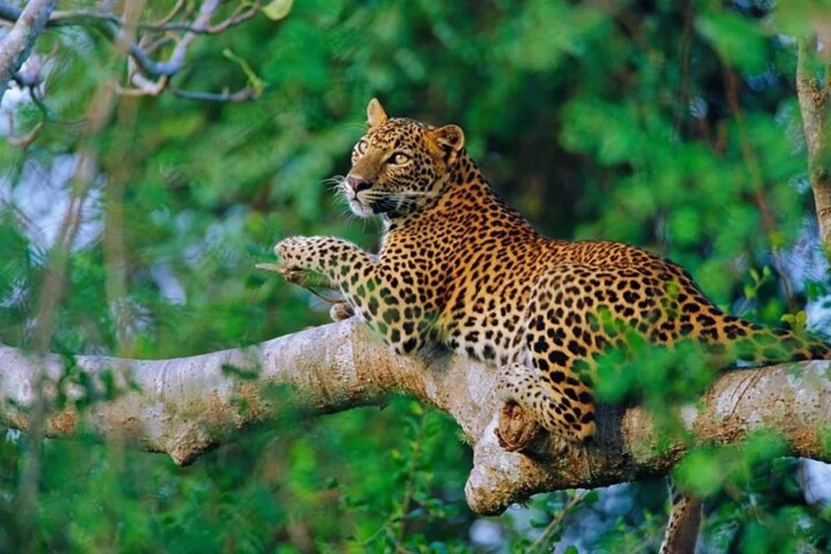 Leopard sedí na větvi stromu
