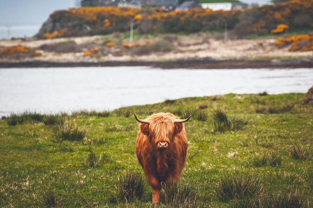 una mucca marrone in piedi in un campo d'erba