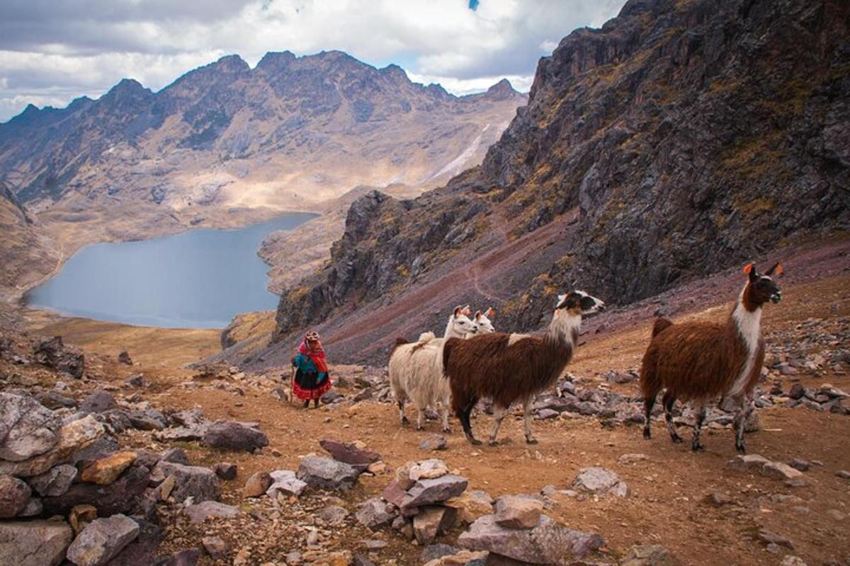 sekelompok llama berdiri di atas gunung