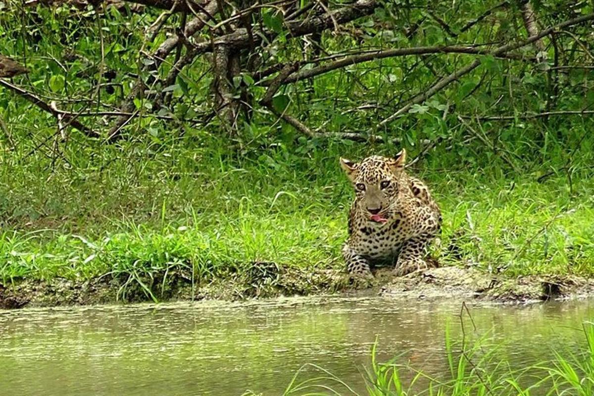 jaguar siedzący w trawie w pobliżu wody