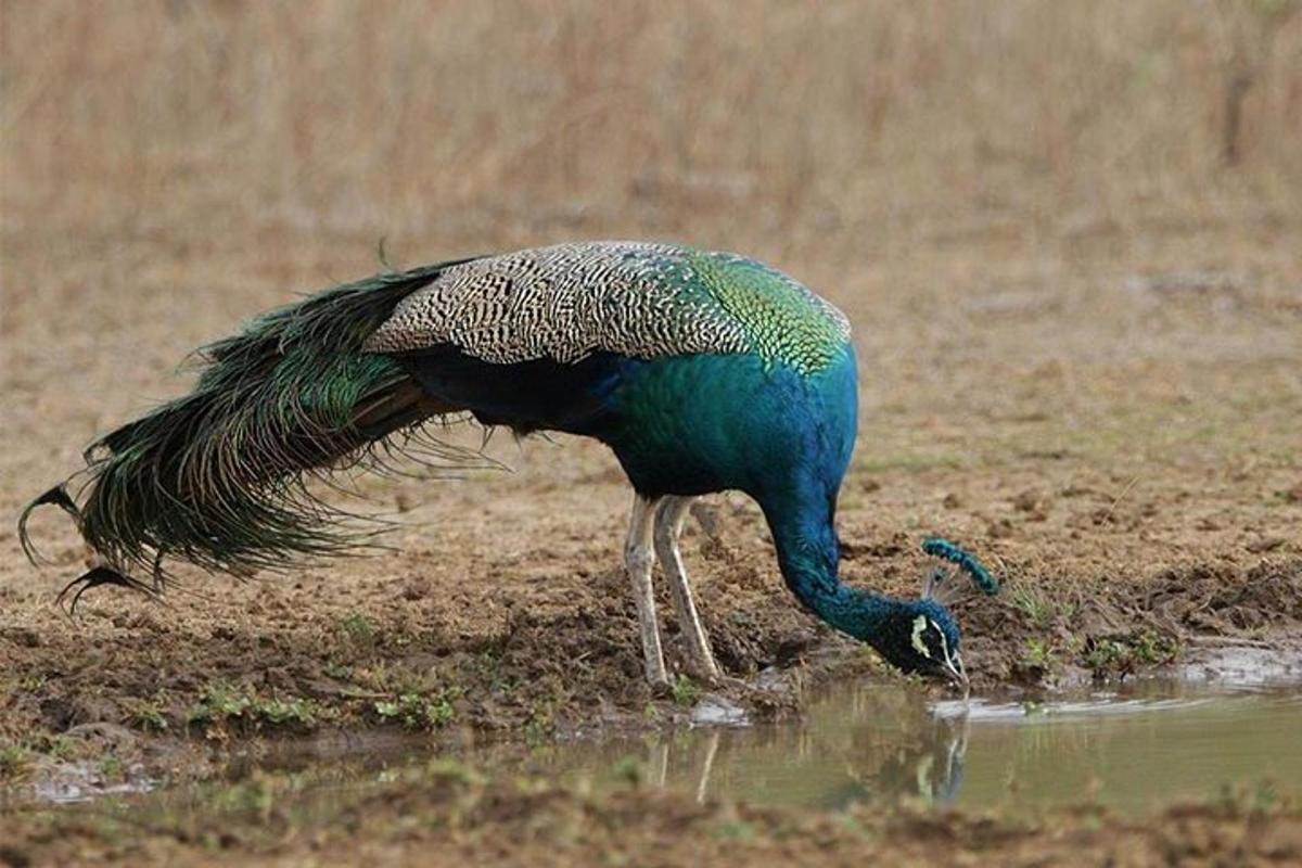 un pavone in piedi nell'acqua con le ali spiegate