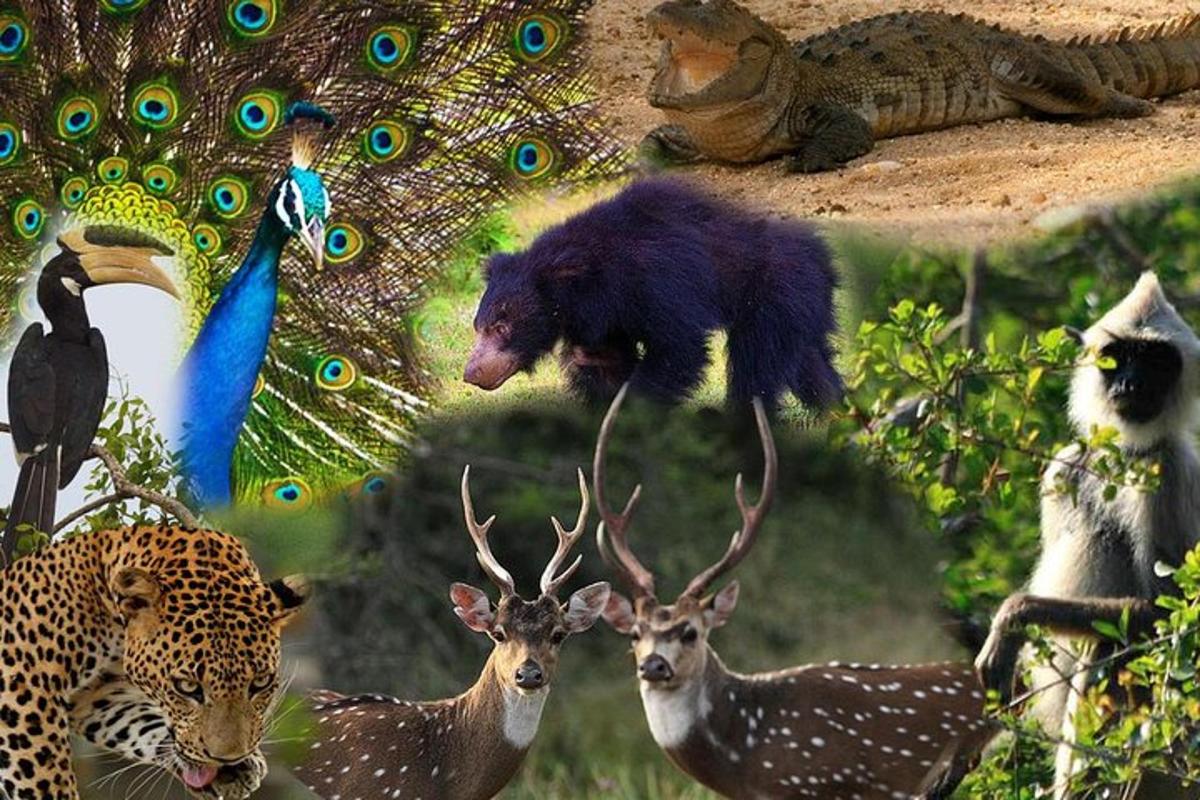 un gruppo di pavoni, un orso e alcuni cervi