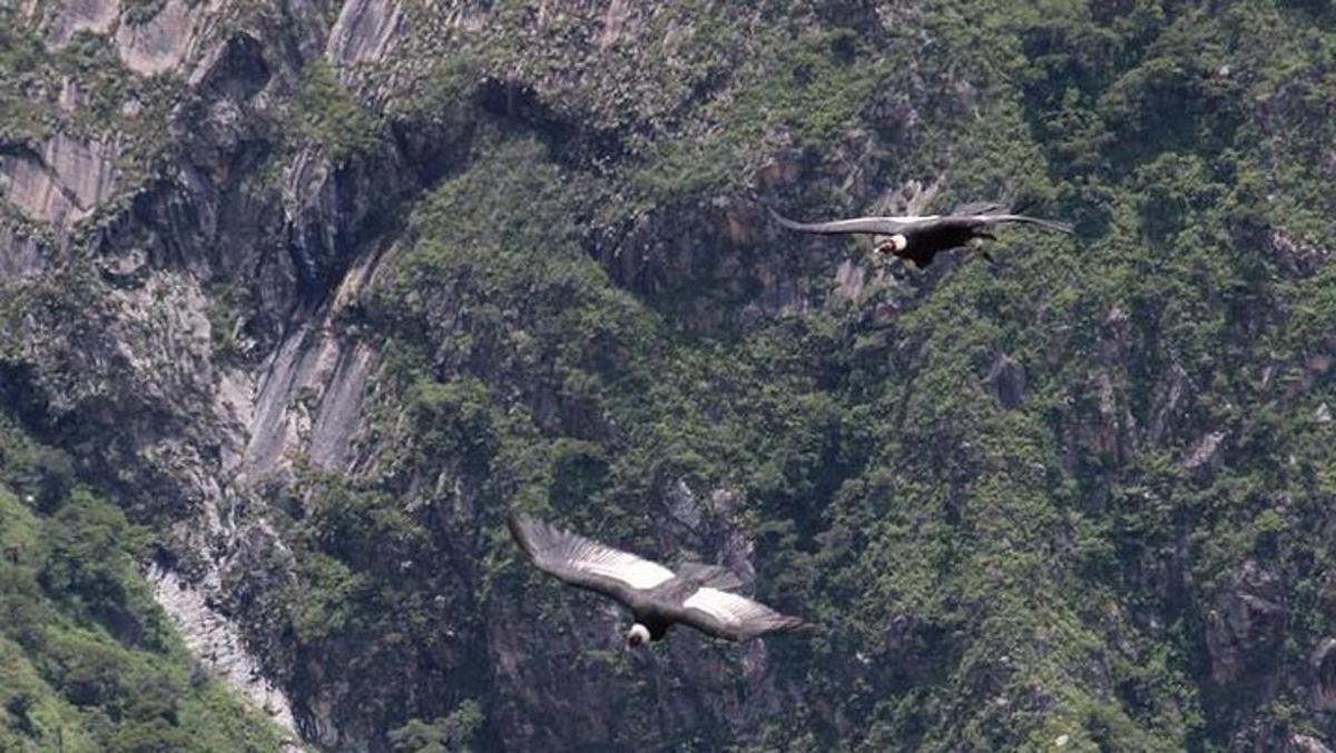 to fugle, der flyver over et bjerg med træer