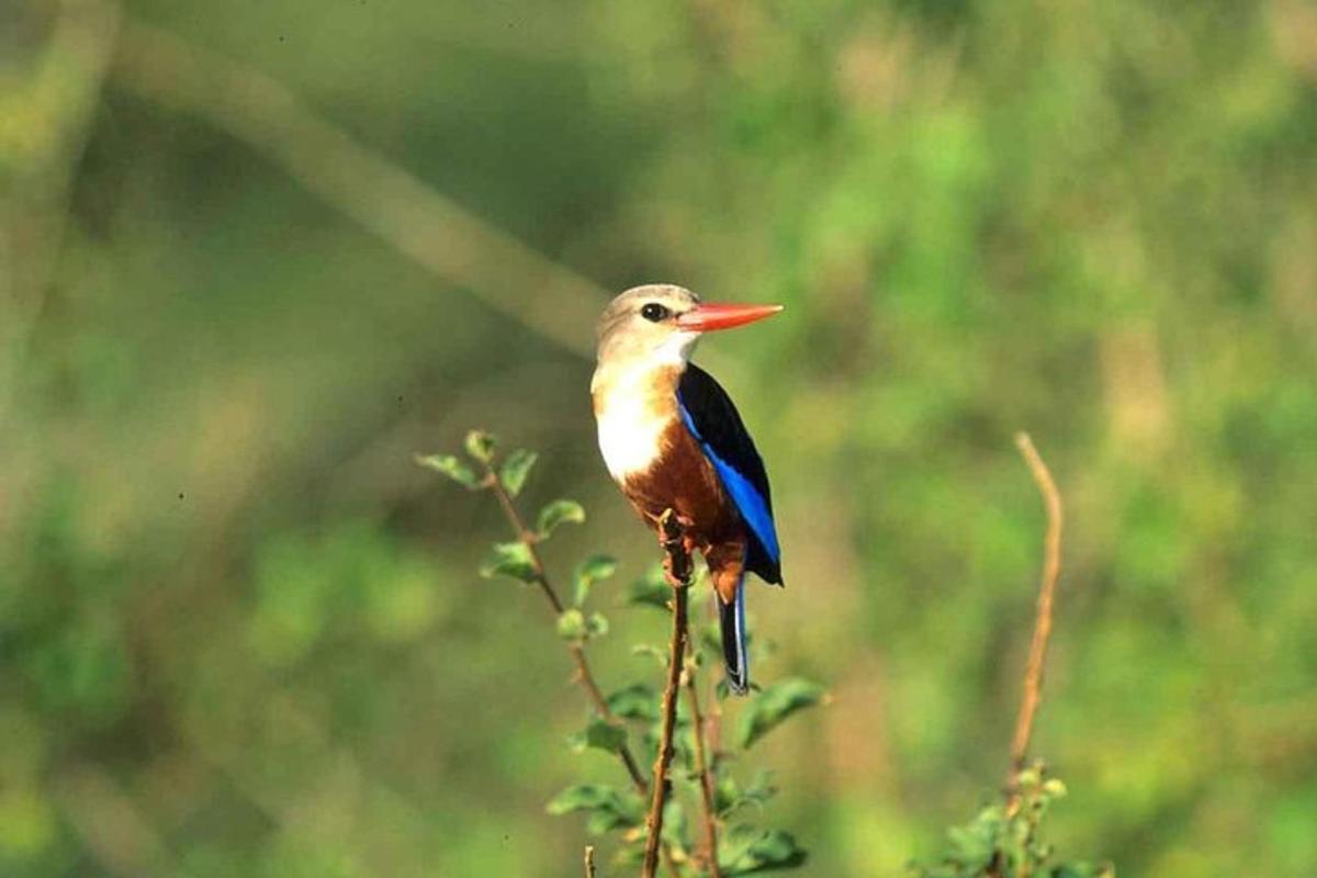 seekor burung duduk di atas dahan pokok