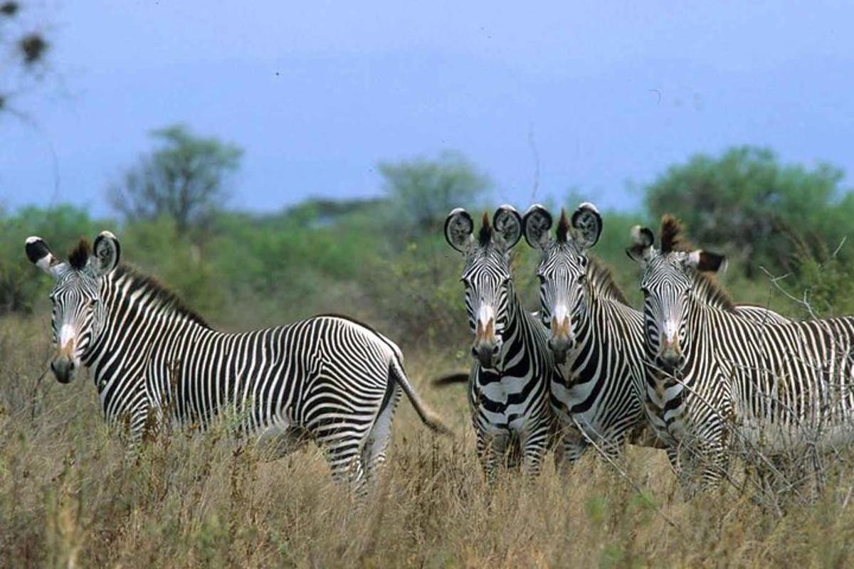 egy csoport zebra áll a magas fűben
