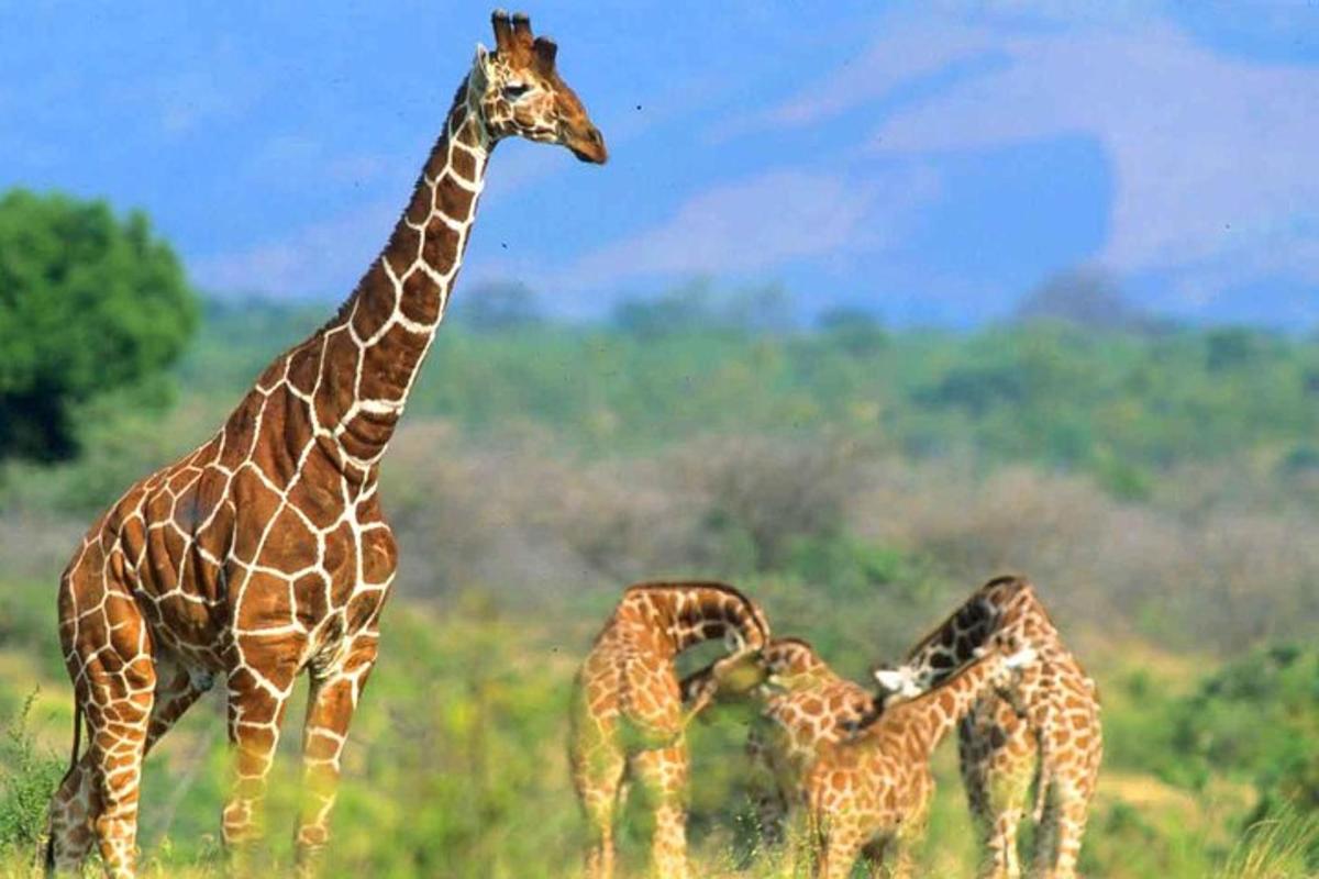 um grupo de girafas em pé em um campo