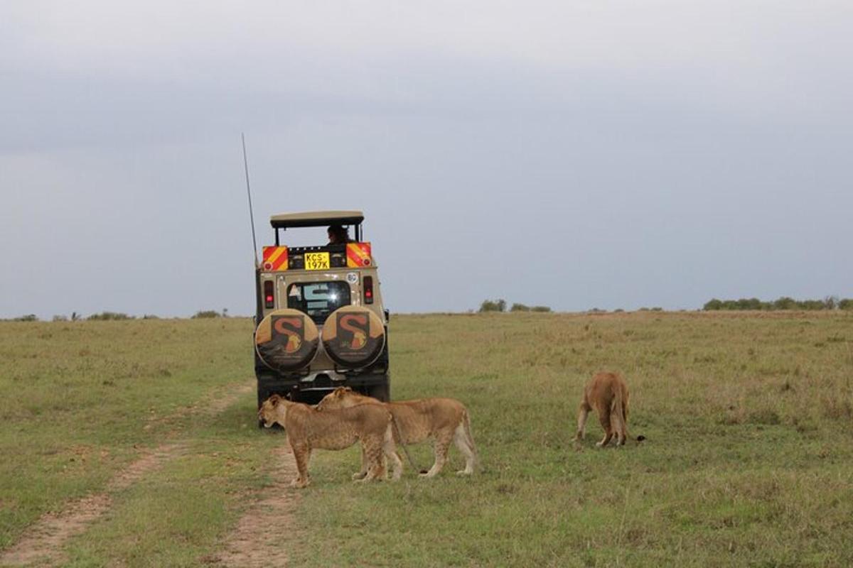 un gruppo di leoni in piedi in un campo con un veicolo