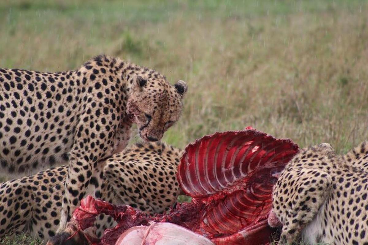un ghepardo che gioca con un animale morto in un campo