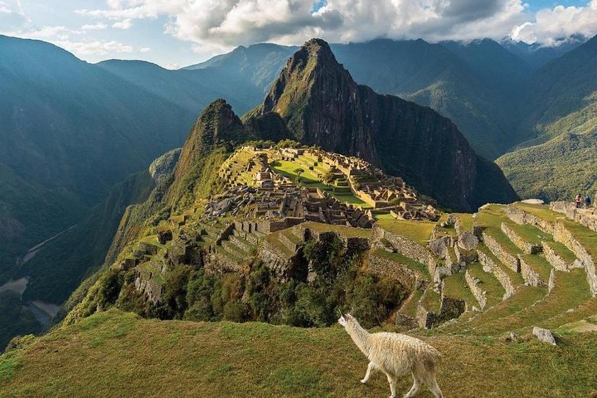 uma lhama parada na encosta de uma montanha