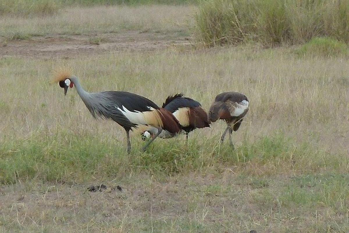 três pássaros em pé na grama em um campo