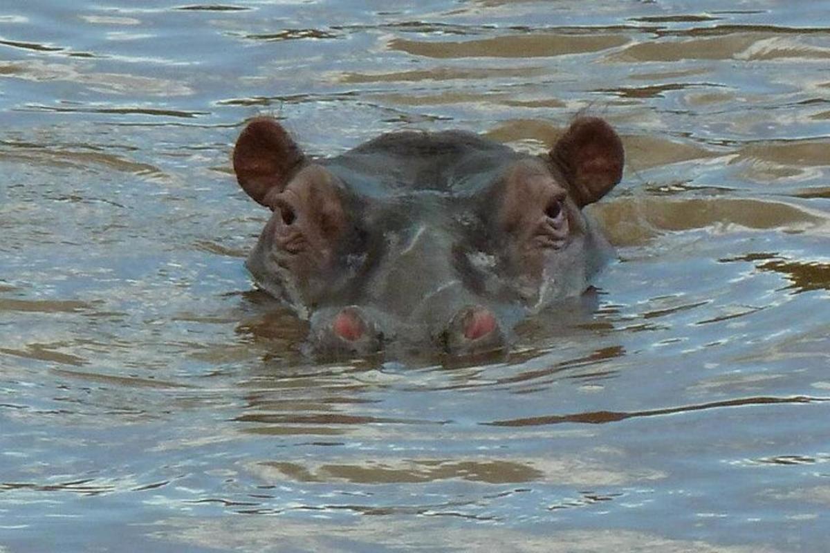 un hipopótamo nadando en el agua