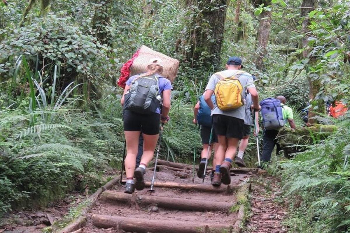 Un grupo de personas caminando por un sendero en la jungla.