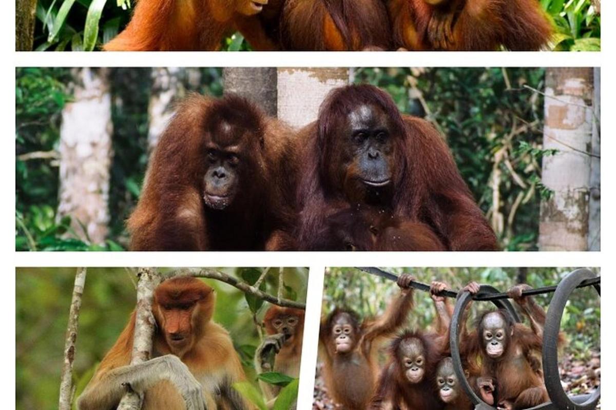 a collage of pictures of a group of apes