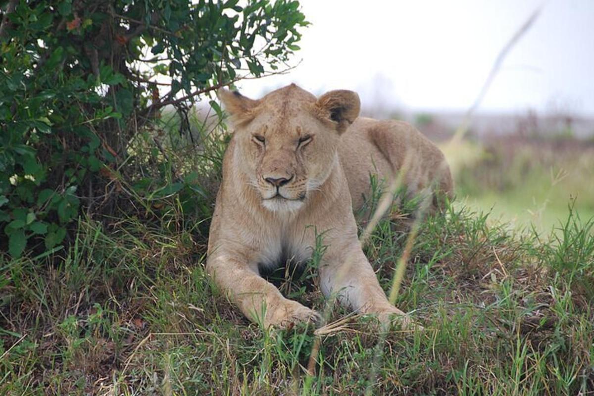 un leone sdraiato sull'erba accanto a un albero