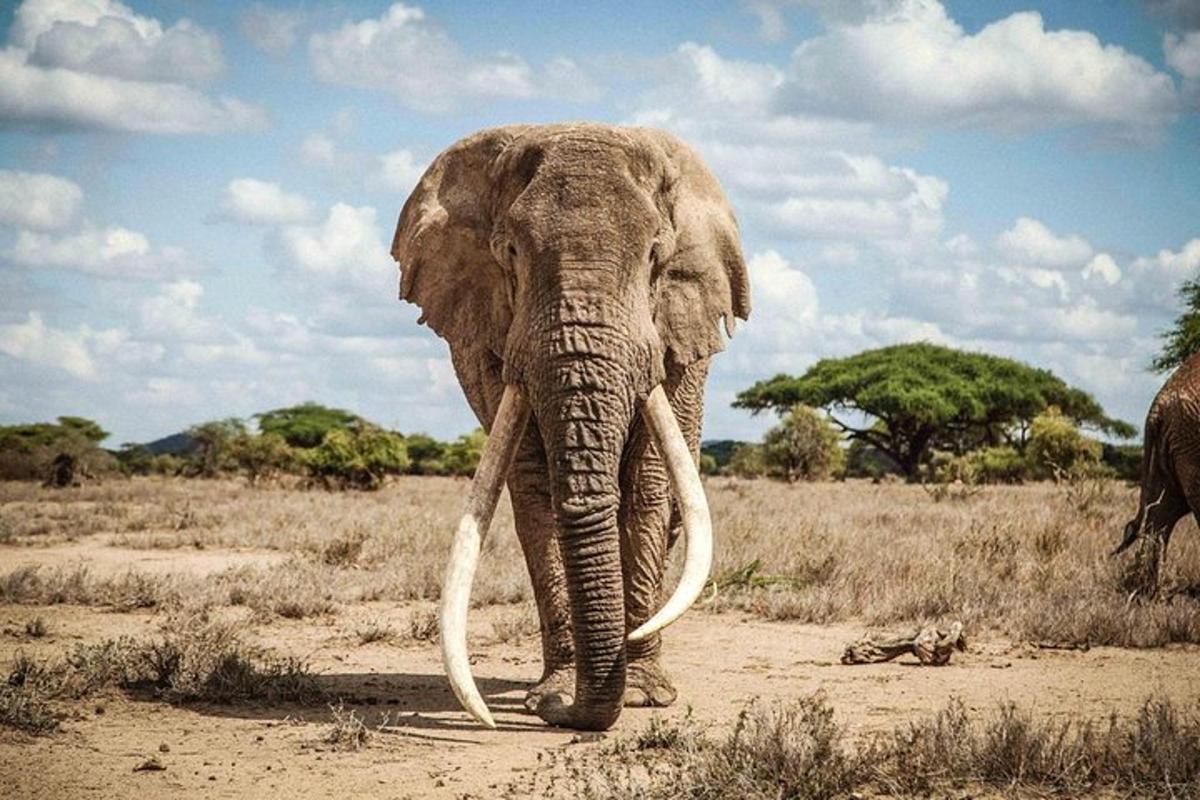 ein Elefant mit großen Stoßzähnen, der durch ein Feld läuft