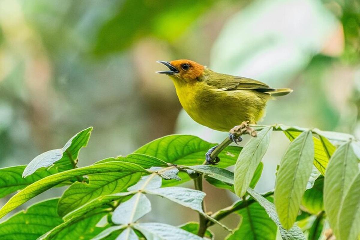 un ocell groc assegut en una branca d'arbre