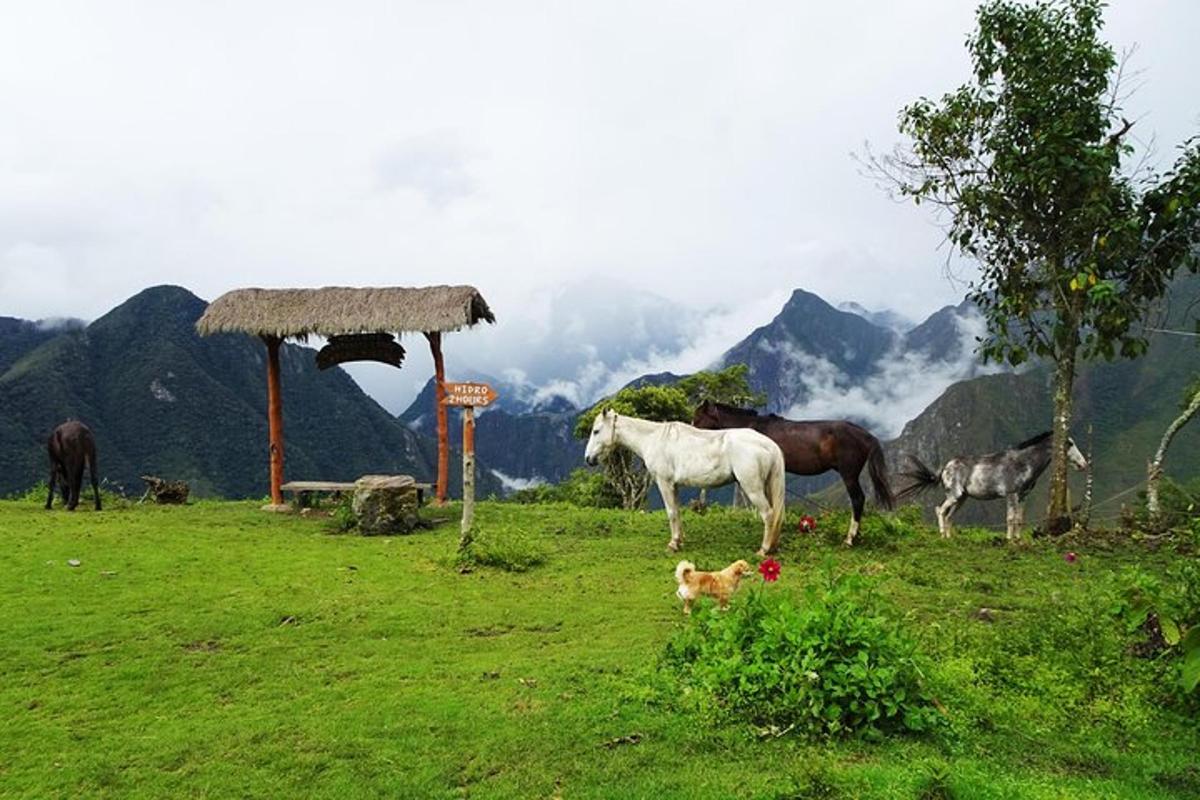 a group of horses and a dog in a field