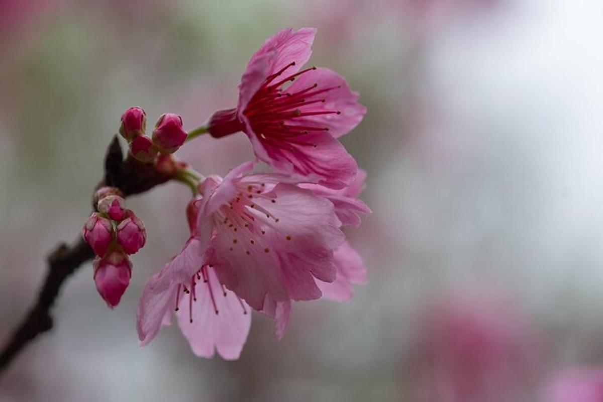 un primer pla de flors roses en una branca d'arbre