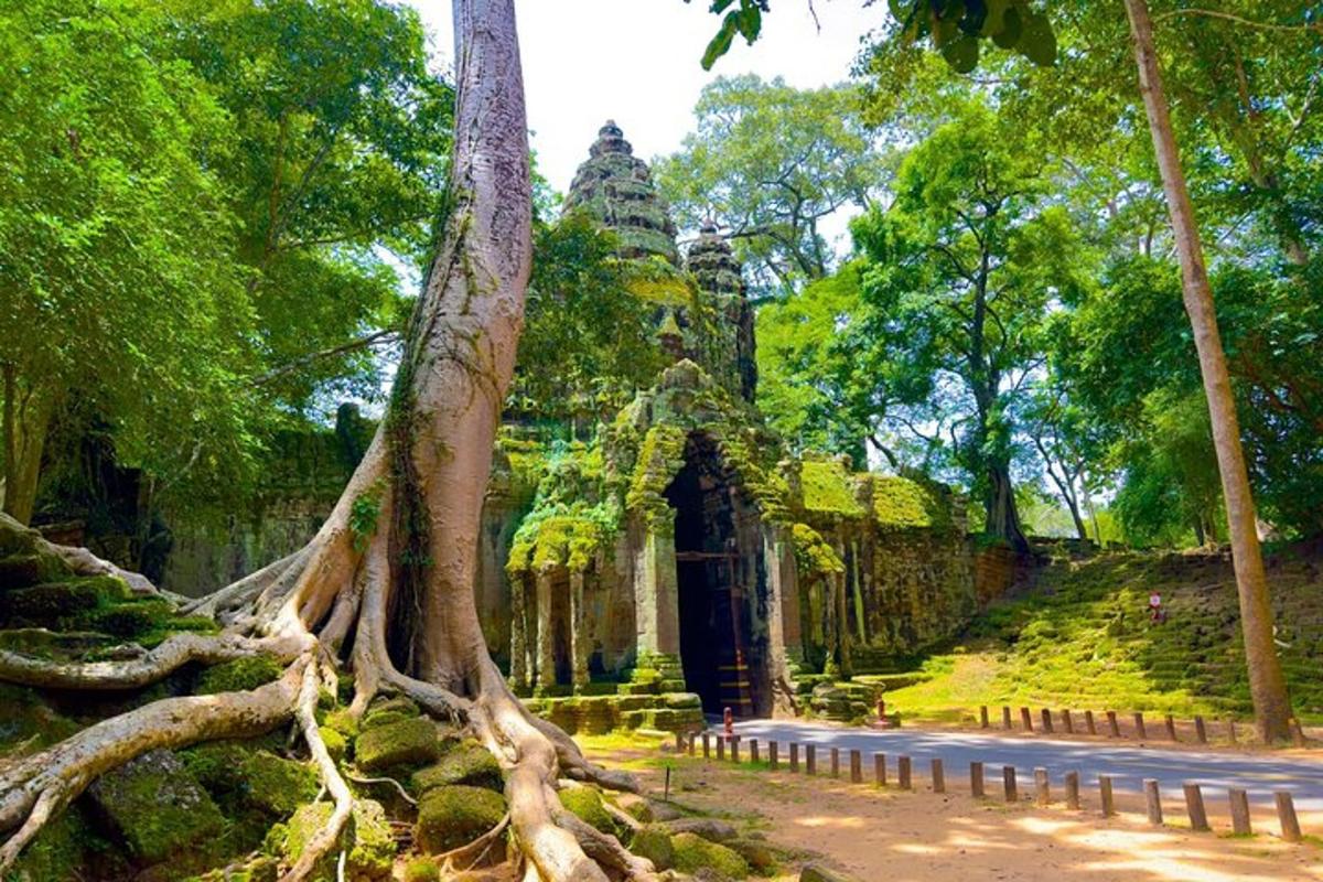 a tree with its roots in front of a building