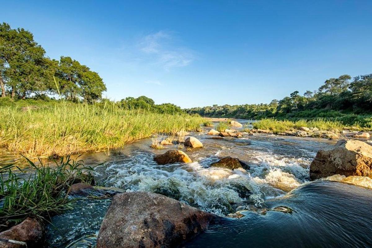 um rio com pedras, grama e árvores