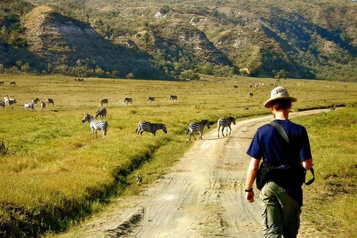 chlapec kráčející po prašné cestě se stádem zeber
