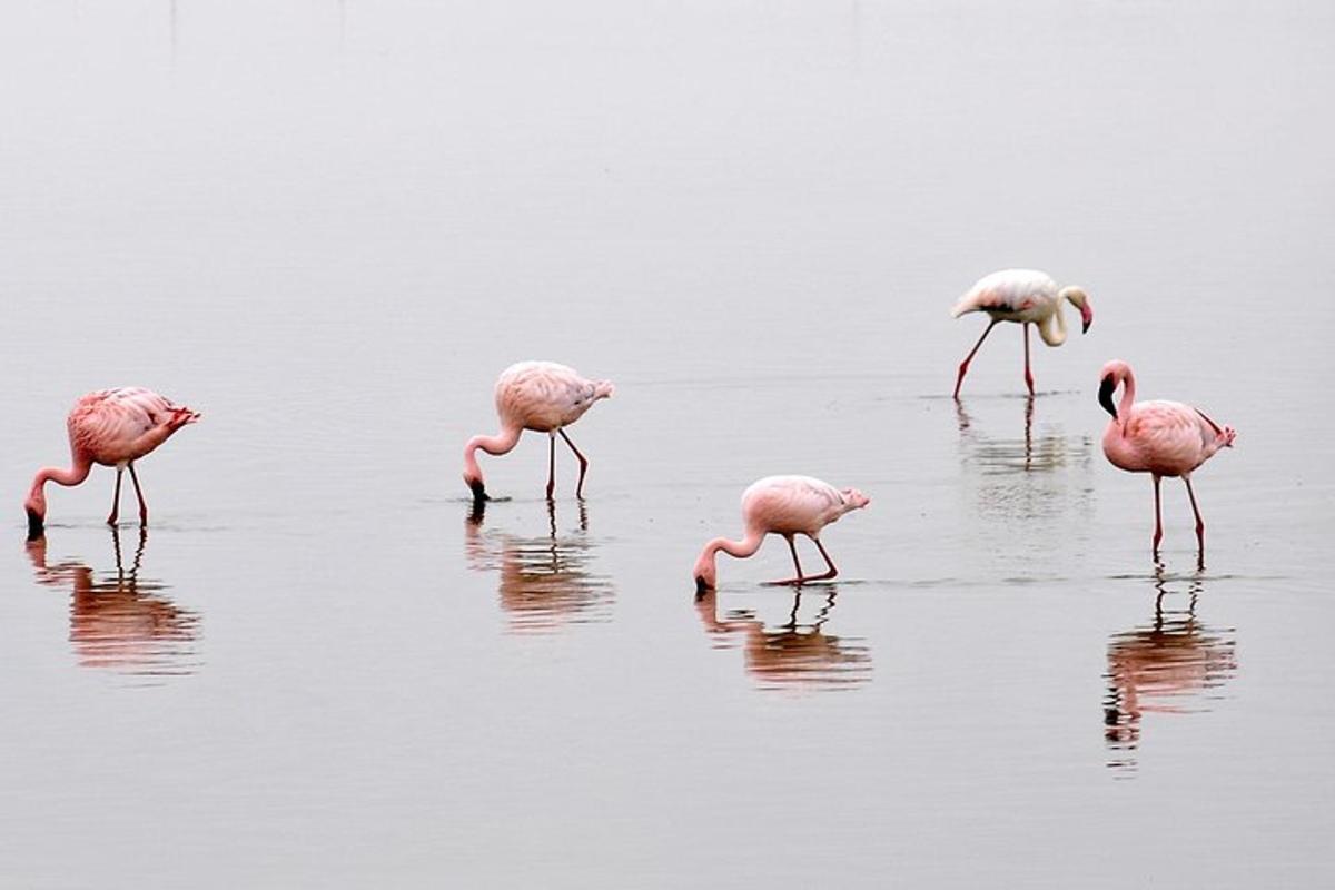 hópur flamingóa sem gengur í vatninu