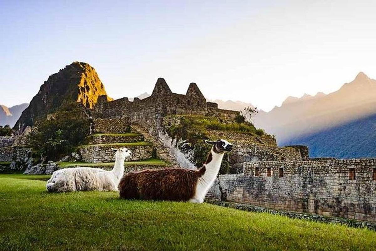 due lama seduti sull'erba davanti a un castello