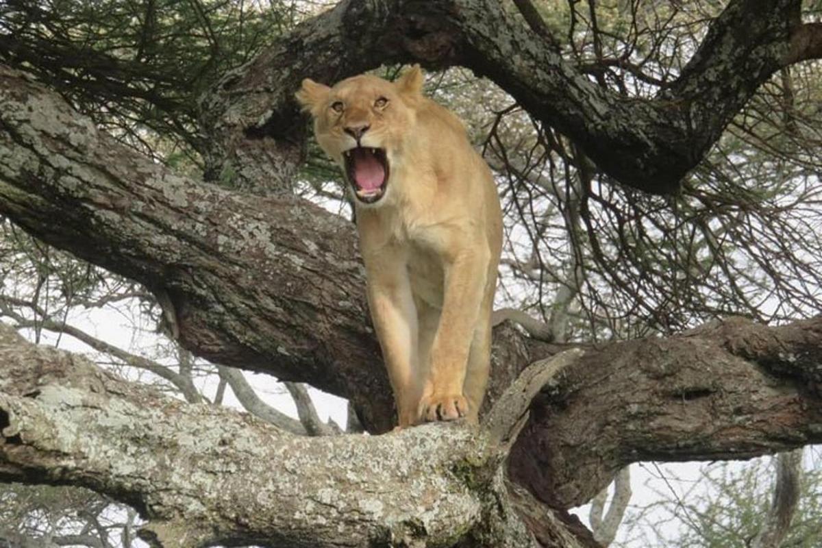 a lion standing on top of a tree