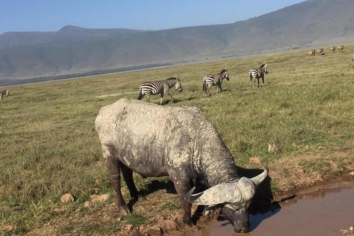 a herd of zebras grazing in a field with a animal drinking