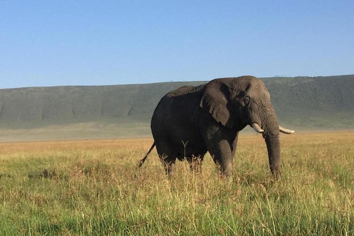 an elephant standing in a field of tall grass