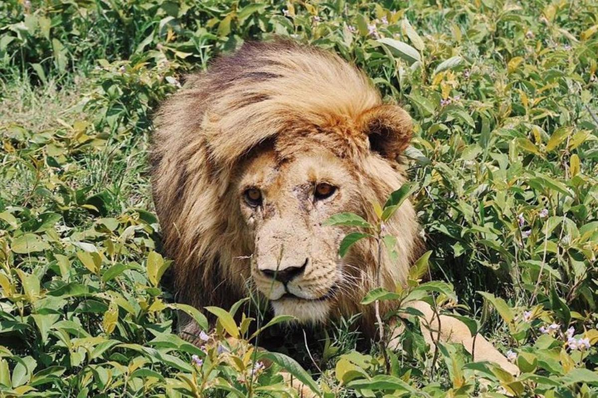 a lion is standing in a field of bushes