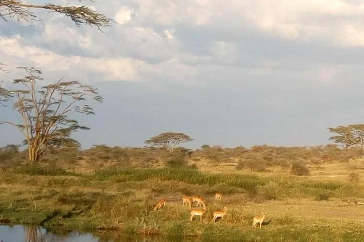 a group of animals grazing in a field next to a river