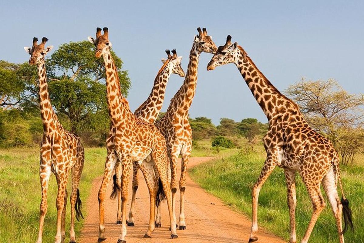 a group of giraffes crossing a dirt road