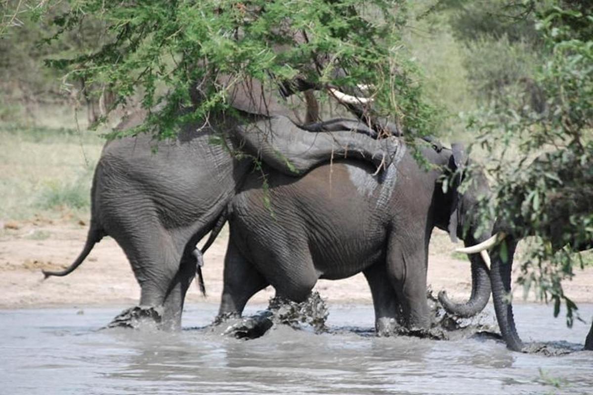 two elephants walking in the water with trees