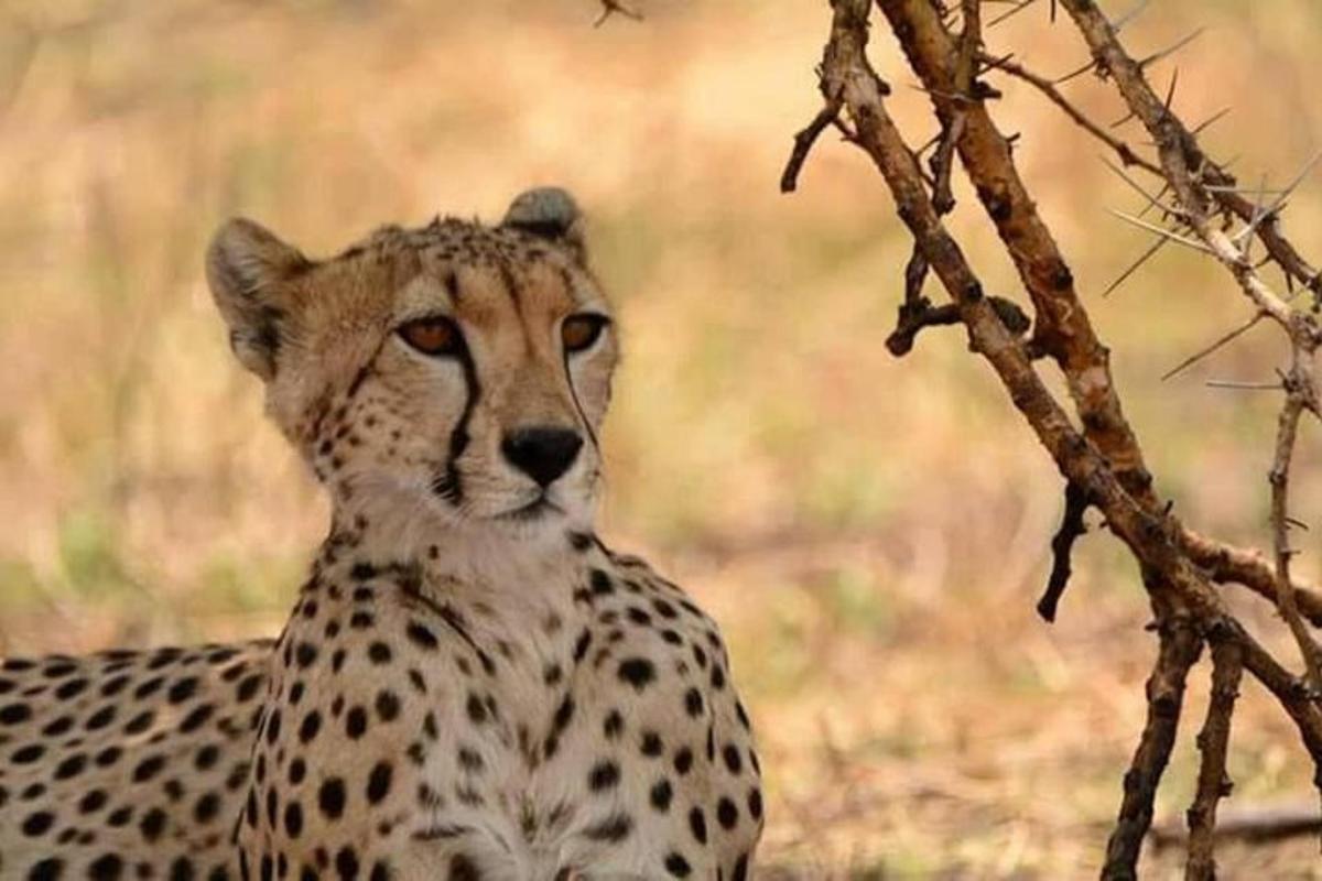 a cheetah sitting in the grass next to a tree