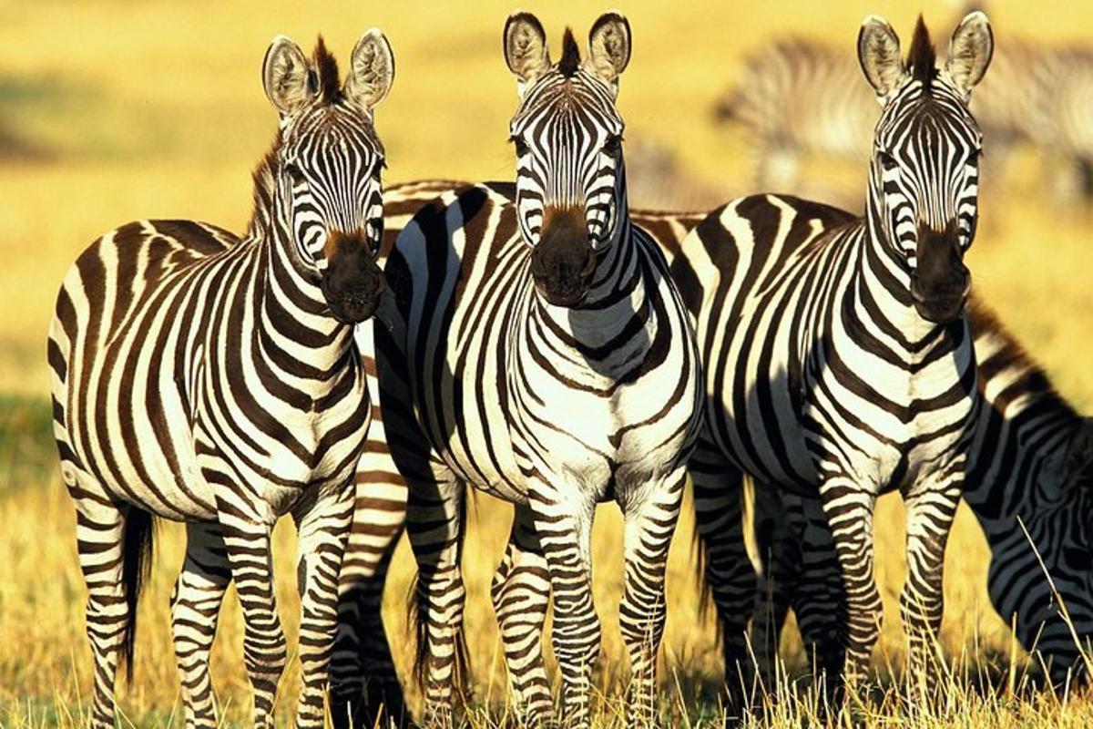 a group of zebras standing in a field