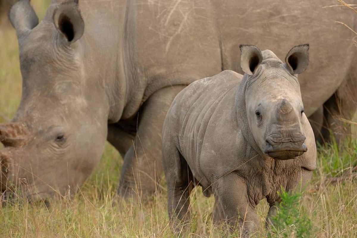 a baby rhino standing next to a large elephant