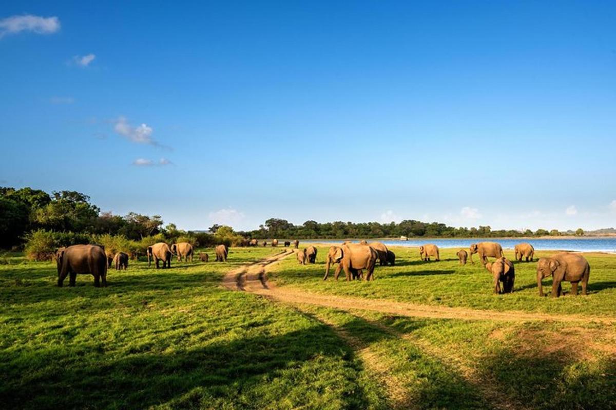 a herd of elephants grazing in a field next to a river