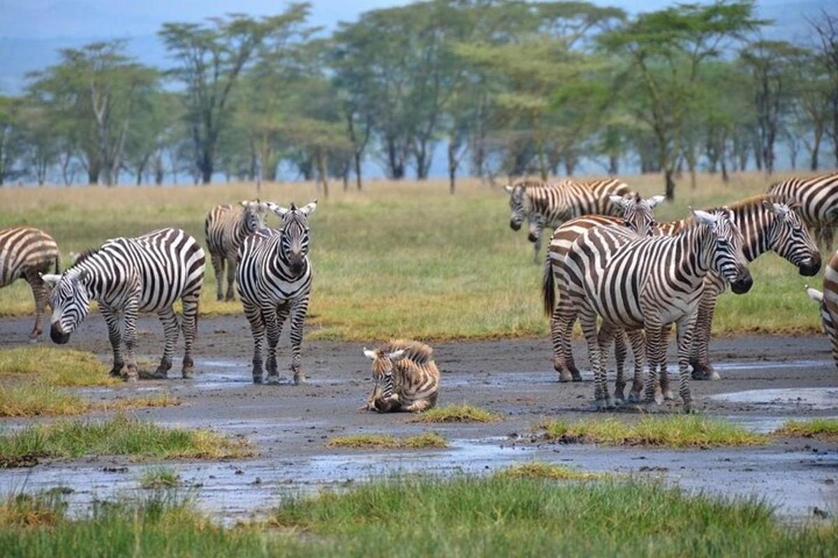 eine Herde Zebras steht auf einem Feld