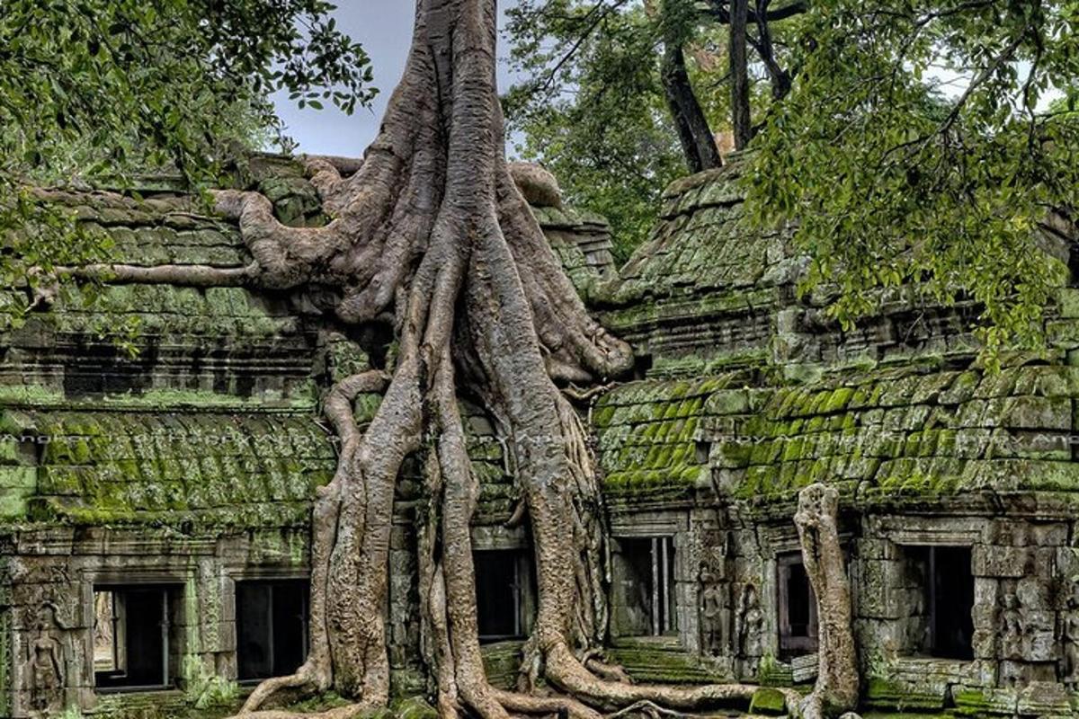 một nhóm cây mọc ở bên hông tòa nhà