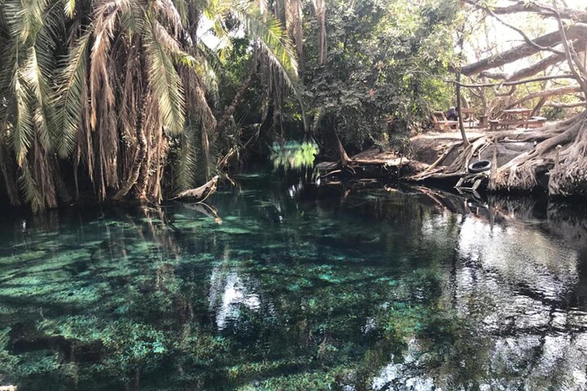 ein Gewässer mit Palmen im Wasser