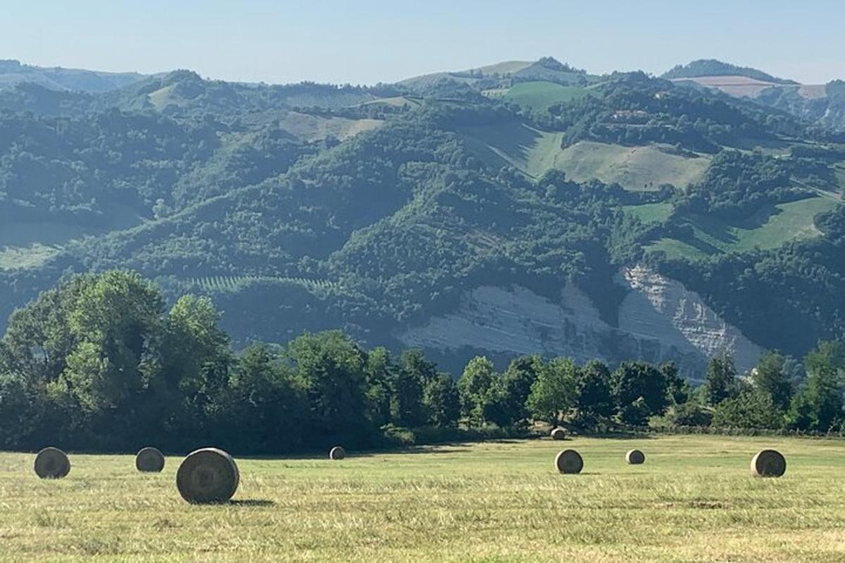 um campo com fardos de feno em frente a uma montanha