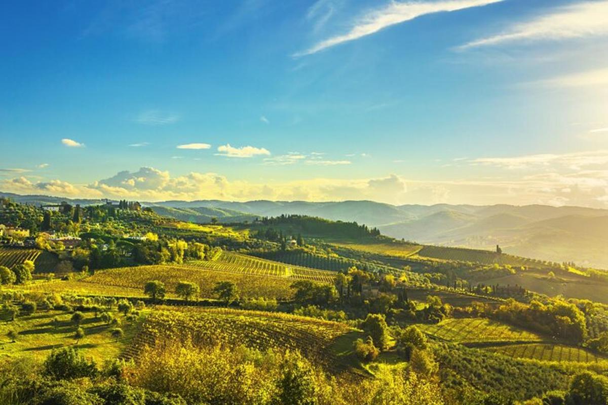 a view of a vineyard in a valley with mountains