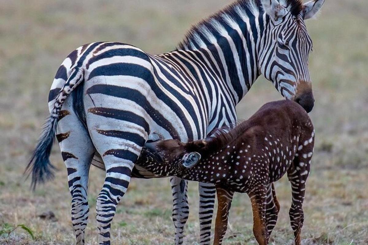una zebra in piedi accanto a una giraffa