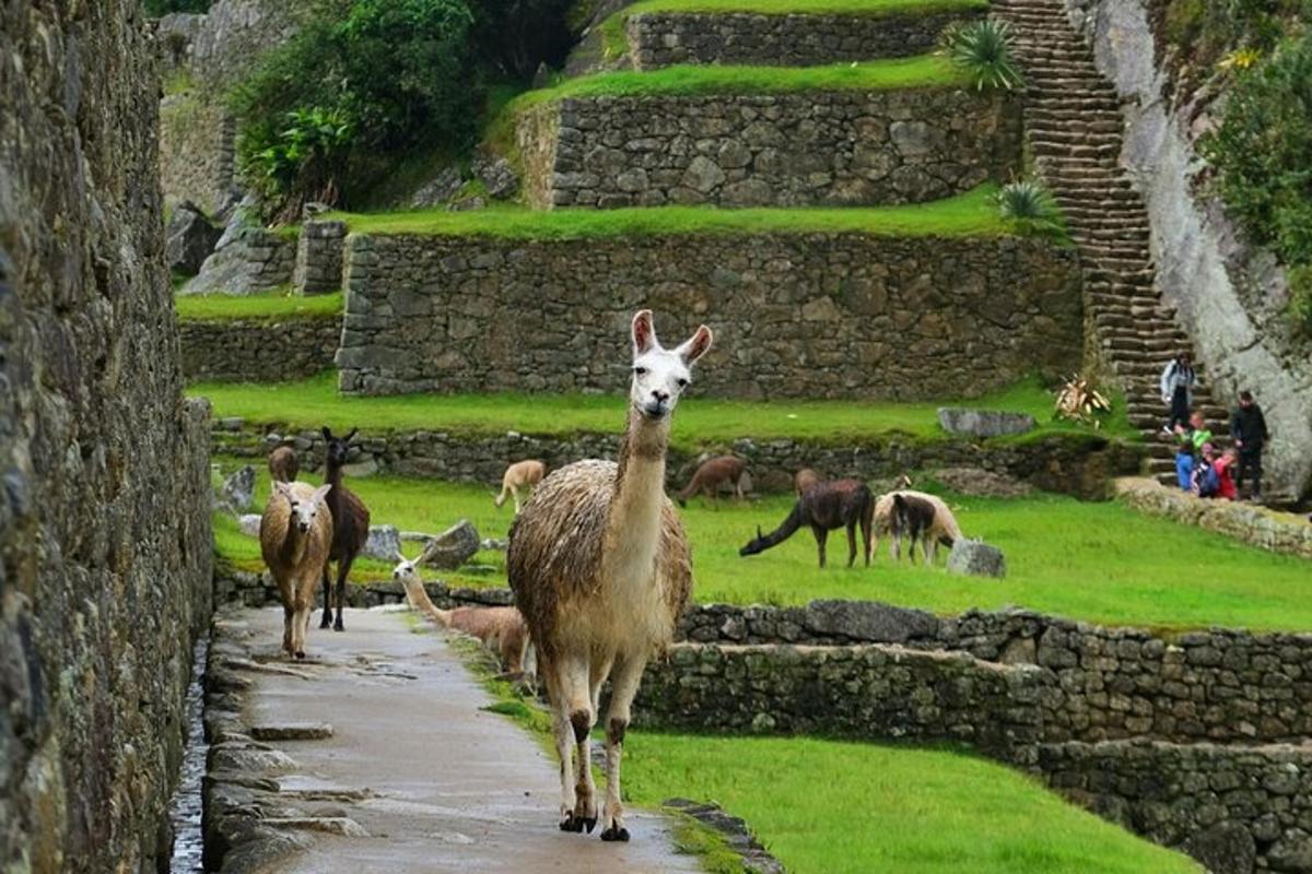 un gruppo di lama che cammina lungo un sentiero vicino a un muro di pietra